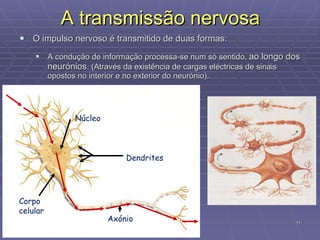 A transmissão nervosa O impulso nervoso é transmitido de duas formas: A condução de informação processa-se num só sentido,  ao longo dos neurónios . (Através da existência de cargas eléctricas de sinais opostos no interior e no exterior do neurónio). Núcleo Corpo celular Axónio Dendrites 