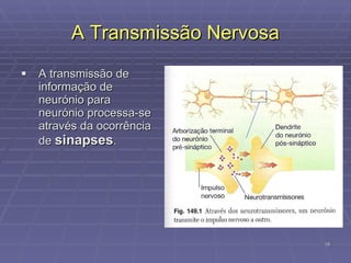 A Transmissão Nervosa A transmissão de informação de neurónio para neurónio processa-se através da ocorrência de  sinapses .  