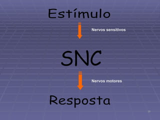 Estímulo SNC Resposta Nervos sensitivos Nervos motores 