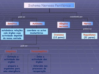 Sistema Nervoso Periférico estabelece relações com órgãos cuja actividade depende da nossa vontade coordena os actos involuntários Cranianos   (12 pares) Raquidianos  (31 pares) - Estimula a actividade dos orgãos  - prepara o organismo para uma emergência - Inibe a actividade dos órgãos - Intervém nos processos de recuperação Simpático Parassimpático Somático Autónomo Gânglios nervosos Nervos pode ser constituído por podem ser pode ser 