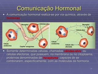Comunicação Hormonal A comunicação hormonal realiza-se por via química, através de  hormonas .  Somente determinadas células, chamadas  células-alvo , ou células efectoras, que  possuem, na membrana ou no citoplasma, proteínas denominadas de  receptores , capazes de se combinarem, especificamente, com as moléculas da hormona. Célula endócrina Capilar sanguíneo Células-alvo Receptor Célula endócrina Célula não afectada Célula-alvo Receptor 