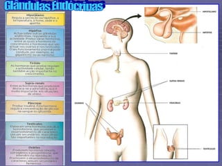 Glândulas Endócrinas 