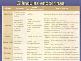 Glândulas endócrinas 