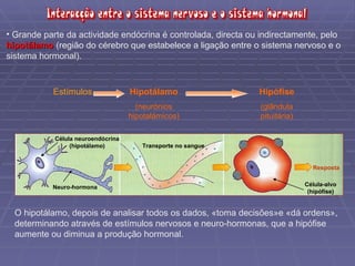 Célula neuroendócrina (hipotálamo) Neuro-hormona Transporte no sangue Célula-alvo (hipófise) Resposta Grande parte da actividade endócrina é controlada, directa ou indirectamente, pelo  hipotálamo  (região do cérebro que estabelece a ligação entre o sistema nervoso e o sistema hormonal). Estímulos Hipotálamo (neurónios hipotalámicos) Neuro-hormonas Hipófise (glândula pituitária) O hipotálamo, depois de analisar todos os dados, «toma decisões»e «dá ordens», determinando através de estímulos nervosos e neuro-hormonas, que a hipófise aumente ou diminua a produção hormonal.  
