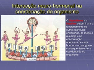 Interacção neuro-hormonal na coordenação do organismo O  hipotálamo  e a  hipófise  determinam o funcionamento de outras glândulas endócrinas, de modo a que haja uma concentração adequada de cada hormona no sangue e, consequentemente, a coordenação do organismo. 