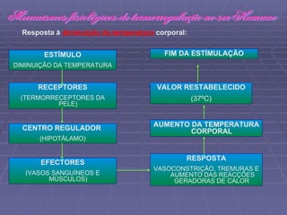 Resposta à  diminuição da temperatura   corporal: ESTÍMULO DIMINUIÇÃO DA TEMPERATURA RECEPTORES (TERMORRECEPTORES DA PELE) CENTRO REGULADOR  (HIPOTÁLAMO) EFECTORES (VASOS SANGUÍNEOS E MÚSCULOS) FIM DA ESTÍMULAÇÃO VALOR RESTABELECIDO (37ºC) AUMENTO DA TEMPERATURA CORPORAL RESPOSTA VASOCONSTRIÇÃO, TREMURAS E  AUMENTO DAS REACÇÕES GERADORAS DE CALOR Mecanismos fisiológicos de termorregulação no ser Humano 