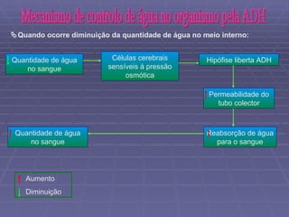 Mecanismo de controlo de água no organismo pela ADH Quantidade de água no sangue Células cerebrais sensíveis á pressão osmótica Hipófise liberta ADH Permeabilidade do tubo colector Reabsorção de água para o sangue Quantidade de água no sangue  Quando ocorre diminuição da quantidade de água no meio interno:  Aumento  Diminuição  