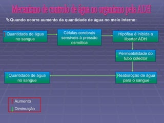 Mecanismo de controlo de água no organismo pela ADH  Quando ocorre aumento da quantidade de água no meio interno:  Quantidade de água no sangue Células cerebrais sensíveis à pressão osmótica Hipófise é inibida a libertar ADH Quantidade de água no sangue Permeabilidade do tubo colector Reabsroção de água para o sangue Aumento  Diminuição  