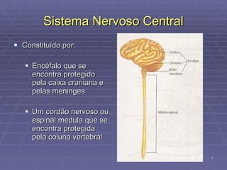 Sistema Nervoso Central Constituído por: Encéfalo que se encontra protegido pela caixa craniana e pelas meninges Um cordão nervoso ou espinal medula que se encontra protegida pela coluna vertebral  
