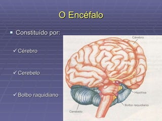 O Encéfalo Constituído por: Cérebro Cerebelo Bolbo raquidiano 