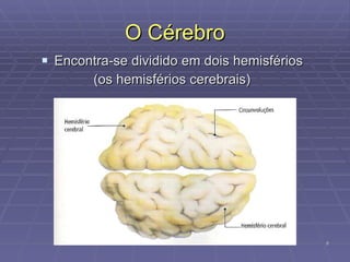 O Cérebro Encontra-se dividido em dois hemisférios  (os hemisférios cerebrais)  