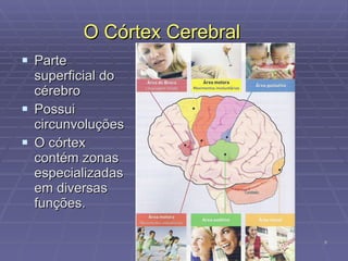 O Córtex Cerebral Parte superficial do cérebro Possui circunvoluções O córtex contém zonas especializadas em diversas funções.  