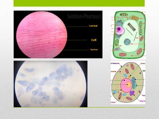 The presentation cell organelles and their functions in the cell. | PPTX