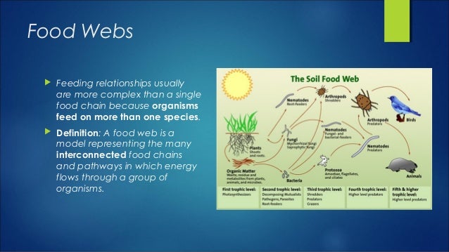 Single species models for many species food webs