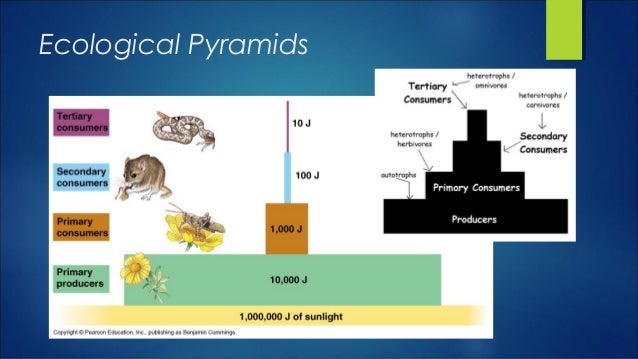 Single species models for many species food webs
