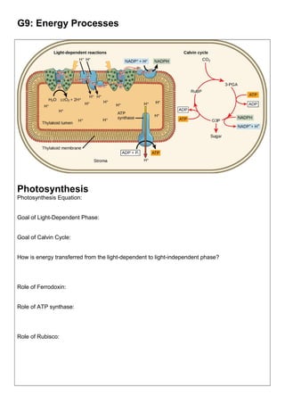 G9: Energy Processes
Photosynthesis
Photosynthesis Equation:
Goal of Light-Dependent Phase:
Goal of Calvin Cycle:
How is energy transferred from the light-dependent to light-independent phase?
Role of Ferrodoxin:
Role of ATP synthase:
Role of Rubisco:
 