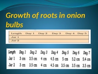 Growth of roots in onion
bulbs
 