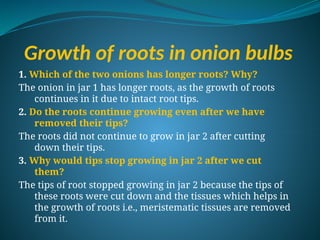 Growth of roots in onion bulbs
1. Which of the two onions has longer roots? Why?
The onion in jar 1 has longer roots, as the growth of roots
continues in it due to intact root tips.
2. Do the roots continue growing even after we have
removed their tips?
The roots did not continue to grow in jar 2 after cutting
down their tips.
3. Why would tips stop growing in jar 2 after we cut
them?
The tips of root stopped growing in jar 2 because the tips of
these roots were cut down and the tissues which helps in
the growth of roots i.e., meristematic tissues are removed
from it.
 
