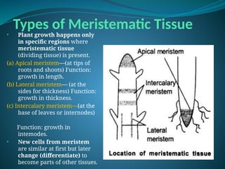 Types of Meristematic Tissue
• Plant growth happens only
in specific regions where
meristematic tissue
(dividing tissue) is present.
(a) Apical meristem—(at tips of
roots and shoots) Function:
growth in length.
(b) Lateral meristem— (at the
sides for thickness) Function:
growth in thickness.
(c) Intercalary meristem—(at the
base of leaves or internodes)
Function: growth in
intemodes.
• New cells from meristem
are similar at first but later
change (differentiate) to
become parts of other tissues.
 