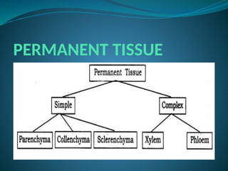 PERMANENT TISSUE
 