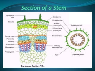 Section of a Stem
 