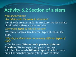 Activity 6.2 Section of a stem
Now answer these:
•Are all the cells the same in structure?
•No, all cells are not similar in structure, we see variety
of cells with different shape and size.
•How many types of cells do you see?
•We can see at least ten different types of cells in the
slide.
•Why do you think there are so many different types of
cells?
•– Yes, because different cells perform different
functions, like transport, support, or storage.
– So, the plant needs different types of cells to carry
out all its activities properly for growth of plant.
 