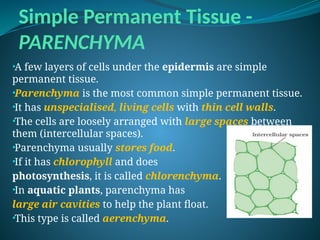 Simple Permanent Tissue -
PARENCHYMA
•A few layers of cells under the epidermis are simple
permanent tissue.
•Parenchyma is the most common simple permanent tissue.
•It has unspecialised, living cells with thin cell walls.
•The cells are loosely arranged with large spaces between
them (intercellular spaces).
•Parenchyma usually stores food.
•If it has chlorophyll and does
photosynthesis, it is called chlorenchyma.
•In aquatic plants, parenchyma has
large air cavities to help the plant float.
•This type is called aerenchyma.
 
