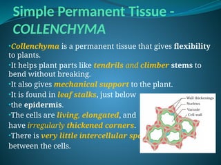 Simple Permanent Tissue -
COLLENCHYMA
•Collenchyma is a permanent tissue that gives flexibility
to plants.
•It helps plant parts like tendrils and climber stems to
bend without breaking.
•It also gives mechanical support to the plant.
•It is found in leaf stalks, just below
•the epidermis.
•The cells are living, elongated, and
have irregularly thickened corners.
•There is very little intercellular space
between the cells.
 