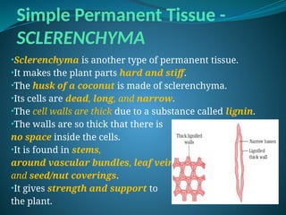 Simple Permanent Tissue -
SCLERENCHYMA
•Sclerenchyma is another type of permanent tissue.
•It makes the plant parts hard and stiff.
•The husk of a coconut is made of sclerenchyma.
•Its cells are dead, long, and narrow.
•The cell walls are thick due to a substance called lignin.
•The walls are so thick that there is
no space inside the cells.
•It is found in stems,
around vascular bundles, leaf veins,
and seed/nut coverings.
•It gives strength and support to
the plant.
 