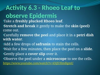 Activity 6.3 - Rhoeo Leaf to
observe Epidermis
•Take a freshly plucked Rhoeo leaf.
•Stretch and break it gently to make the skin (peel)
come out.
•Carefully remove the peel and place it in a petri dish
with water.
•Add a few drops of safranin to stain the cells.
•Wait for a few minutes, then place the peel on a slide.
•Gently place a cover slip over it.
•Observe the peel under a microscope to see the cells.
https://www.youtube.com/watch?v=iOjJUHmBgmU
 