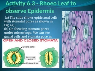 Activity 6.3 - Rhoeo Leaf to
observe Epidermis
(a) The slide shows epidermal cells
with stomatal pores as shown in
Fig. (a).
(b) On focusing stomata pores
under microscope. We can see
guard cells and stomata pore as
shown in Fig. (b).
 