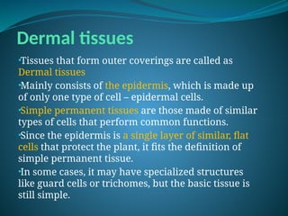 Dermal tissues
•Tissues that form outer coverings are called as
Dermal tissues
•Mainly consists of the epidermis, which is made up
of only one type of cell – epidermal cells.
•Simple permanent tissues are those made of similar
types of cells that perform common functions.
•Since the epidermis is a single layer of similar, flat
cells that protect the plant, it fits the definition of
simple permanent tissue.
•In some cases, it may have specialized structures
like guard cells or trichomes, but the basic tissue is
still simple.
 