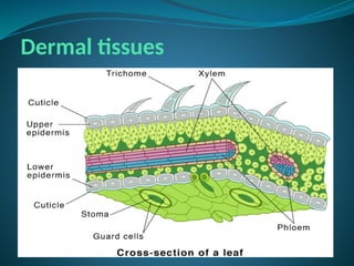 Dermal tissues
 