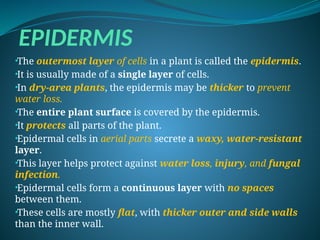 EPIDERMIS
•The outermost layer of cells in a plant is called the epidermis.
•It is usually made of a single layer of cells.
•In dry-area plants, the epidermis may be thicker to prevent
water loss.
•The entire plant surface is covered by the epidermis.
•It protects all parts of the plant.
•Epidermal cells in aerial parts secrete a waxy, water-resistant
layer.
•This layer helps protect against water loss, injury, and fungal
infection.
•Epidermal cells form a continuous layer with no spaces
between them.
•These cells are mostly flat, with thicker outer and side walls
than the inner wall.
 