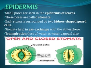 EPIDERMIS
•Small pores are seen in the epidermis of leaves.
•These pores are called stomata.
•Each stoma is surrounded by two kidney-shaped guard
cells.
•Stomata help in gas exchange with the atmosphere.
•Transpiration (loss of water as water vapour) also
happens through stomata.
 