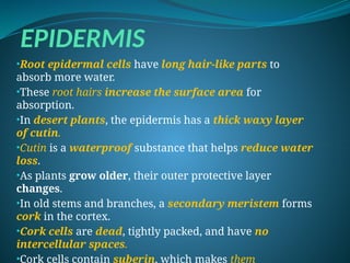 EPIDERMIS
•Root epidermal cells have long hair-like parts to
absorb more water.
•These root hairs increase the surface area for
absorption.
•In desert plants, the epidermis has a thick waxy layer
of cutin.
•Cutin is a waterproof substance that helps reduce water
loss.
•As plants grow older, their outer protective layer
changes.
•In old stems and branches, a secondary meristem forms
cork in the cortex.
•Cork cells are dead, tightly packed, and have no
intercellular spaces.
•Cork cells contain suberin, which makes them
 