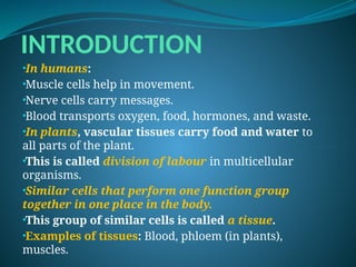 INTRODUCTION
•In humans:
•Muscle cells help in movement.
•Nerve cells carry messages.
•Blood transports oxygen, food, hormones, and waste.
•In plants, vascular tissues carry food and water to
all parts of the plant.
•This is called division of labour in multicellular
organisms.
•Similar cells that perform one function group
together in one place in the body.
•This group of similar cells is called a tissue.
•Examples of tissues: Blood, phloem (in plants),
muscles.
 