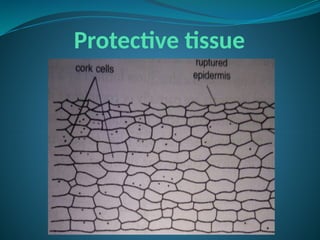 Protective tissue
 