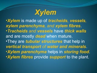 Xylem
•Xylem is made up of tracheids, vessels,
xylem parenchyma, and xylem fibres.
•Tracheids and vessels have thick walls
and are mostly dead when mature.
•They are tubular structures that help in
vertical transport of water and minerals.
•Xylem parenchyma helps in storing food.
•Xylem fibres provide support to the plant.
 