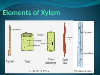 Elements of Xylem
 