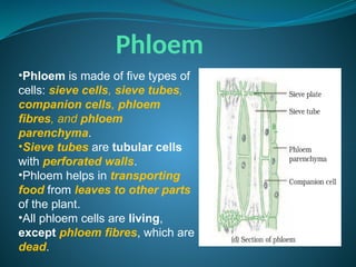Phloem
•Phloem is made of five types of
cells: sieve cells, sieve tubes,
companion cells, phloem
fibres, and phloem
parenchyma.
•Sieve tubes are tubular cells
with perforated walls.
•Phloem helps in transporting
food from leaves to other parts
of the plant.
•All phloem cells are living,
except phloem fibres, which are
dead.
 