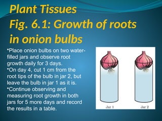 Plant Tissues
Fig. 6.1: Growth of roots
in onion bulbs
•Place onion bulbs on two water-
filled jars and observe root
growth daily for 3 days.
•On day 4, cut 1 cm from the
root tips of the bulb in jar 2, but
leave the bulb in jar 1 as it is.
•Continue observing and
measuring root growth in both
jars for 5 more days and record
the results in a table.
 