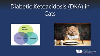 Diabetic Ketoacidosis (DKA) in
Cats
 