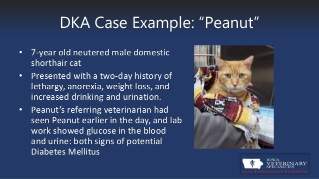 Diabetic Ketoacidosis or "DKA" in Cats