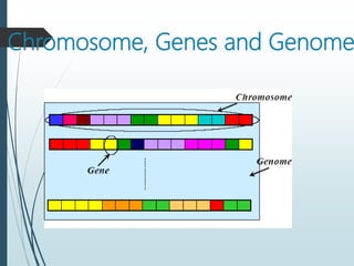 Chromosome, Genes and Genome
 