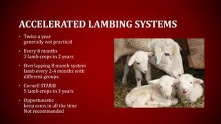 ACCELERATED LAMBING SYSTEMS
• Twice a year
generally not practical
• Every 8 months
3 lamb crops in 2 years
• Overlapping 8 month system
lamb every 2-4 months with
different groups
• Cornell STAR®
5 lamb crops in 3 years
• Opportunistic
keep rams in all the time
Not recommended
 