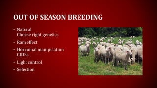OUT OF SEASON BREEDING
• Natural
Choose right genetics
• Ram effect
• Hormonal manipulation
CIDRs
• Light control
• Selection
 