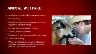 ANIMAL WELFARE
• Ample space: exceed MPS space requirements
• Deep bedding
• Consider providing environmental enrichment
(e.g. raised areas for lambs)
• Incorporate outside lots into housing
• Exercise, especially for rams
• Don’t dock or castrate lambs, unless necessary
• Low stress handing
• Welfare certification or consumer education:
animals are always protected from parasites,
predators, and inclement weather.
 