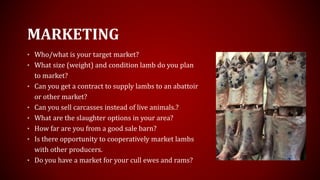 MARKETING
• Who/what is your target market?
• What size (weight) and condition lamb do you plan
to market?
• Can you get a contract to supply lambs to an abattoir
or other market?
• Can you sell carcasses instead of live animals.?
• What are the slaughter options in your area?
• How far are you from a good sale barn?
• Is there opportunity to cooperatively market lambs
with other producers.
• Do you have a market for your cull ewes and rams?
 