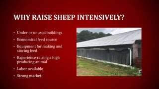 WHY RAISE SHEEP INTENSIVELY?
• Under or unused buildings
• Economical feed source
• Equipment for making and
storing feed
• Experience raising a high
producing animal
• Labor available
• Strong market
 